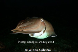 Cuttlefish @jetty padang bai by Wisnu Sulistio 